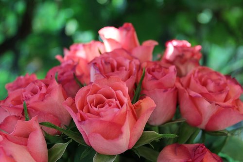Rožių Puokštė,  Rausvos Rožės,  Išaugo,  Floribunda,  Puokštė,  Gėlės,  Strauss,  Sveikiname