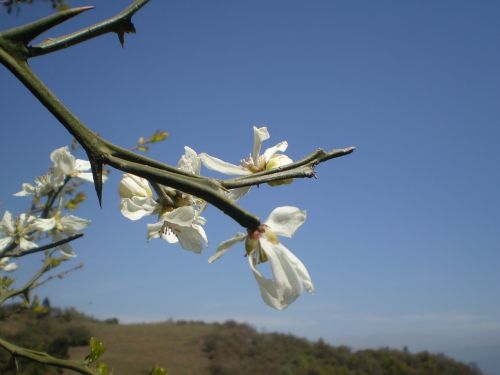 Boutonnieres, Citrinų Žiedas, Citrinos Medis Laukinis, Baltos Gėlės