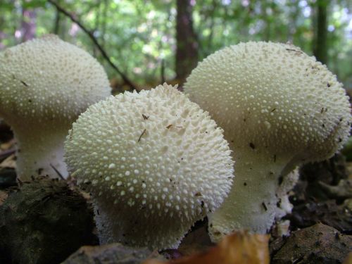 Bovist, Grybai, Miškas, Ruduo, Dideli Puffballs, Calvatia