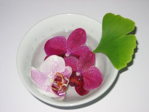 Dubuo, Orchidėja, Gingko, Zen