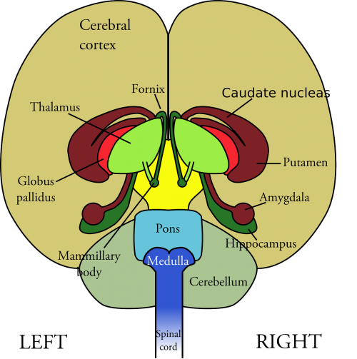 Smegenys, Anatomija, Žmogus, Nemokama Vektorinė Grafika