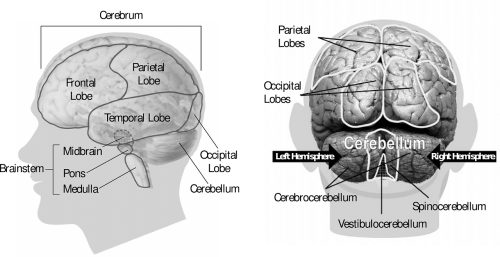 Smegenys, Žmogus, Anatomija, Organas, Medicina, Nemokama Vektorinė Grafika