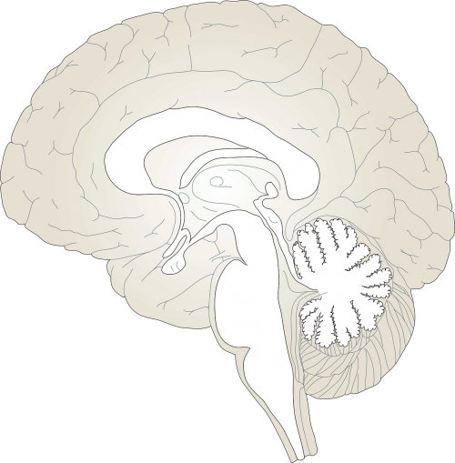 Smegenys, Anatomija, Žmogus, Medicina, Skerspjūvis, Profilis, Nemokama Vektorinė Grafika