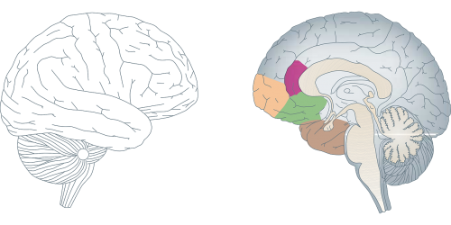 Smegenys, Žmogus, Anatomija, Medicina, Skerspjūvis, Profilis, Sekcijos, Biologija, Skerspjūvis, Nemokama Vektorinė Grafika