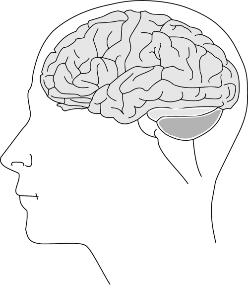 Smegenys, Anatomija, Fiziologija, Žmogus, Biologija, Mąstymas, Žmogaus Smegenys, Neuronas, Sinapsė, Mokslas, Nemokama Vektorinė Grafika