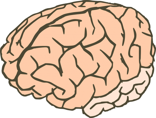 Smegenys, Žinios, Anatomija, Biologija, Organas, Žmogus, Mąstymas, Neuronai, Žmogaus Smegenys, Sinapsės, Fiziologija, Nemokama Vektorinė Grafika