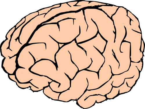 Smegenys, Žmogaus Smegenys, Žinios, Anatomija, Biologija, Organas, Žmogus, Mąstymas, Neuronai, Sinapsės, Fiziologija, Nemokama Vektorinė Grafika