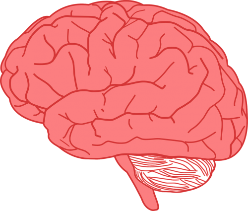 Smegenys, Žmogus, Anatomija, Kūnas, Nemokama Vektorinė Grafika