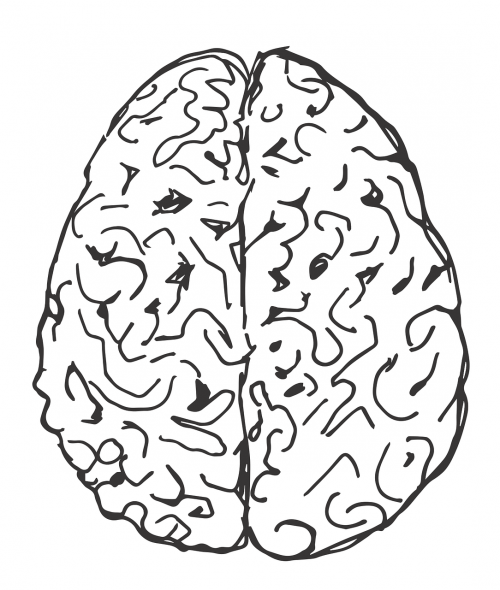 Smegenys, Pusrutuliai, Traukti Smegenys, Figūra, Nemokama Vektorinė Grafika