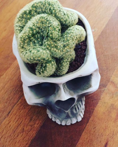 Smegenys, Kaktusas, Kaukolė