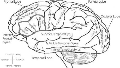 Smegenys, Pažymėti Smegenys, Kairieji Smegenys, Kairysis Šoninis, Nemokama Vektorinė Grafika