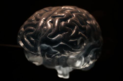 Smegenys, Anatomija, Neuronai, Nervų Sistema