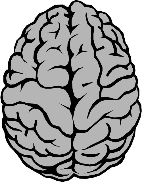 Smegenys, Anatomija, Pusrutuliai