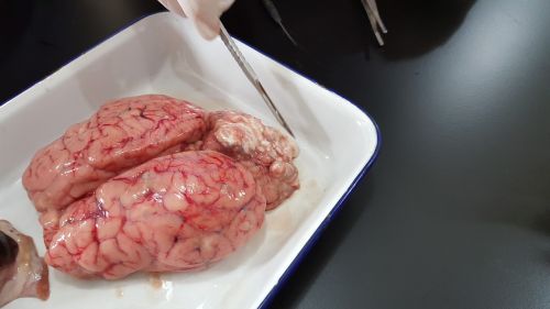 Smegenys, Organas, Eksperimentas, Laboratorija
