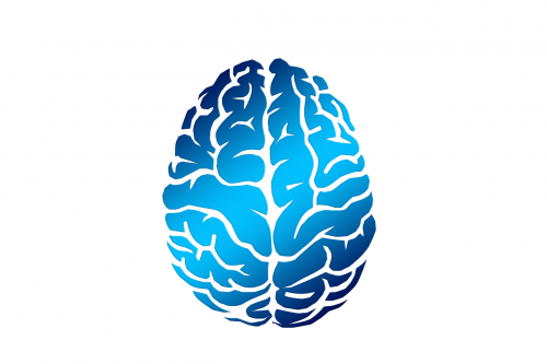 Smegenys, Biologija, Abstraktus, Galvos Smegenys, Mokslas, Anatomija, Pilka Medžiaga