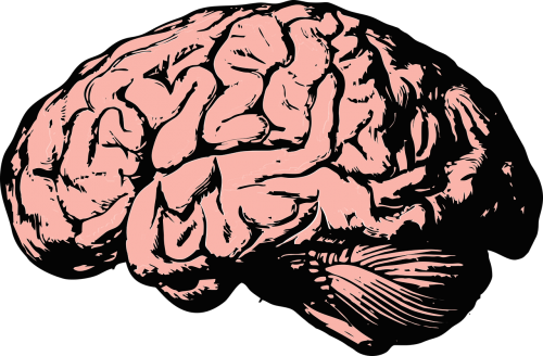 Smegenys, Galvoti, Žinios, Protas, Mokslas, Anatomija, Sveikata, Intelektas, Nemokama Vektorinė Grafika