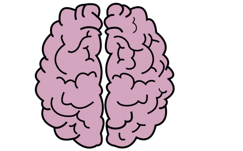 Smegenys, Organas, Galva, Protas, Pilkoji Medžiaga, Kūrybingumas, Žvalgyba