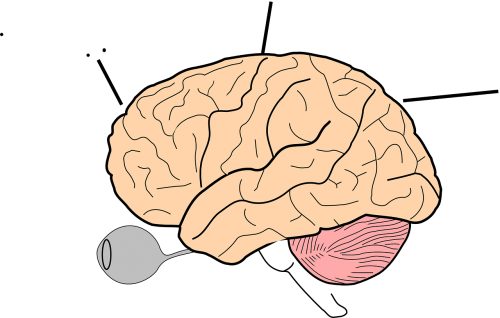 Smegenys, Mokslas, Žmogus, Akies Obuolys, Biologija, Anatomija, Nemokama Vektorinė Grafika