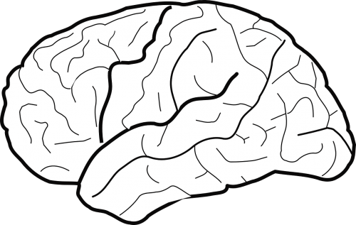 Smegenys, Biologija, Psichologija, Sritys, Profilis, Pusrutulis, Medicina, Sinapsės, Galvoti, Sekcijos, Nemokama Vektorinė Grafika