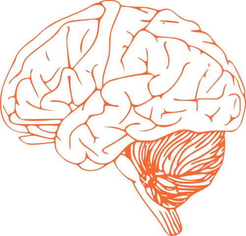 Smegenys, Stiebas, Galvos Smegenys, Nugaros Smegenys, Biologija, Nemokama Vektorinė Grafika