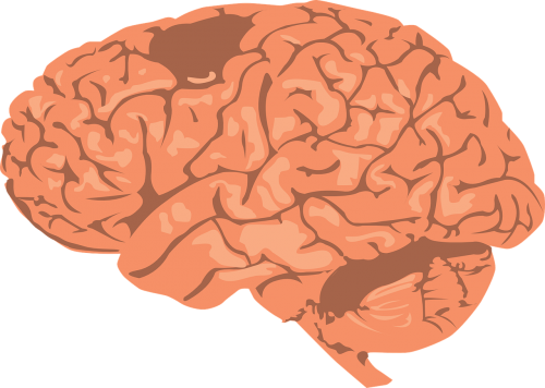 Smegenys, Žmogus, Žievė, Anatomija, Nemokama Vektorinė Grafika