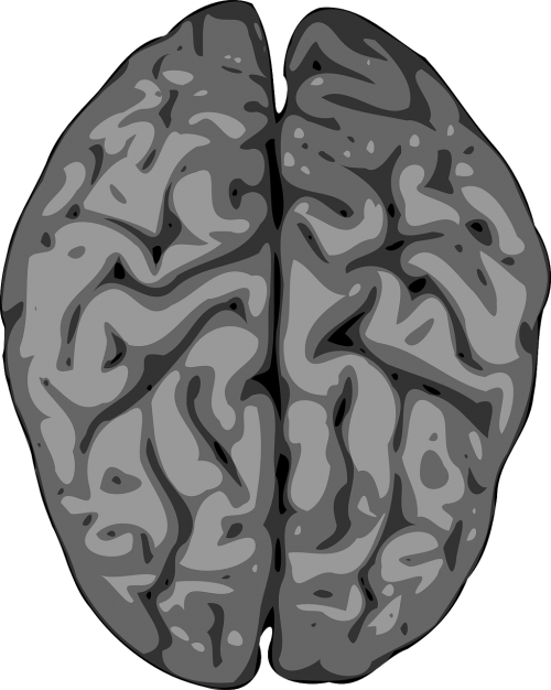 Smegenys, Smegenėlė, Žmogus, Anatomija, Žvalgyba, Neurologija, Organas, Smegenų, Nervingas, Galvos Smegenys, Anatominis, Galva, Nemokama Vektorinė Grafika