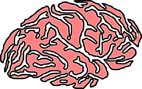 Smegenys, Žmogus, Galvos Smegenys, Anatomija, Organas, Neurologija, Smegenėlė, Protas, Audinys, Nemokama Vektorinė Grafika
