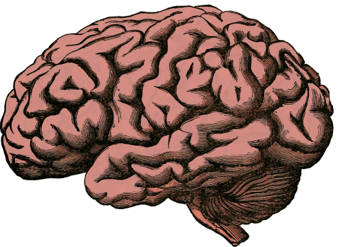 Smegenys, Anatomija, Žmogus, Mokslas, Sveikata, Medicinos, Organas, Medicina, Protas, Neurologija, Biologija, Sistema, Atmintis, Smegenų, Smegenėlė, Anatominis