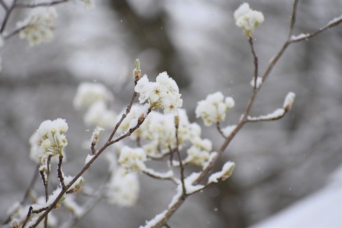 Filialas,  Medis,  Gėlė,  Pobūdį,  Sezonas,  Sniegas,  Snieguotas Pavasaris
