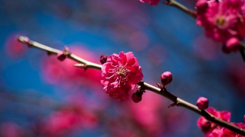 Filialas,  Gėlės,  Sakura,  Pavasaris