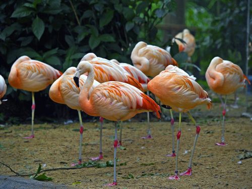 Brazilija, Flamingos, Vandens Paukščiai, Gyvūnas, Gamta, Raudona, Džiunglės