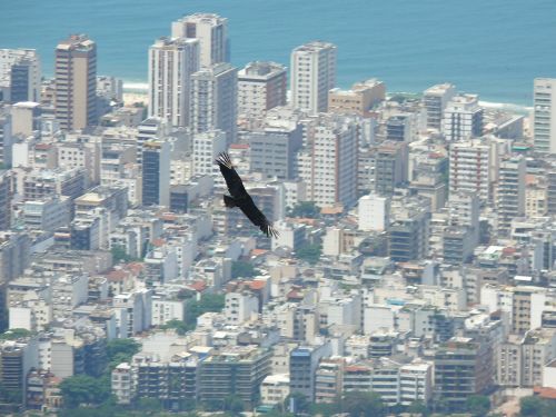 Brazilija, Rio De Žaneiras, Paukštis Skrydžio Metu