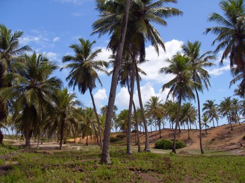 Brazilwood, Bahia, Kokoso Medžiai, Cocoteraie, Šventė, Kraštovaizdis