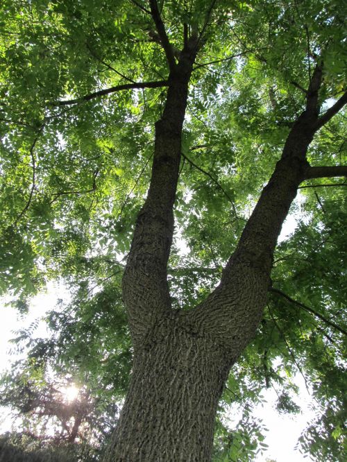 Medis,  Apsvaiginimo,  Kvapą Gniaužianti,  Gyvenimas,  Gražus,  Dangaus Kvėpavimas