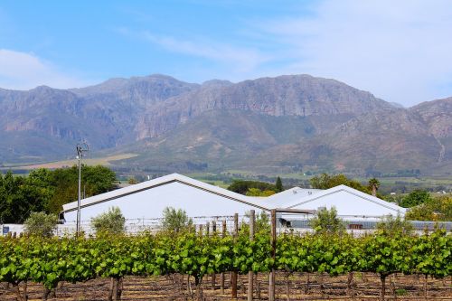 Kvapą Gniaužianti, Žalias, Žaluma, Vyno Kelionė, Vynas, Vyno Degustacija, Stellenbosch, Kalnas, Cape Town, Pietų Afrika
