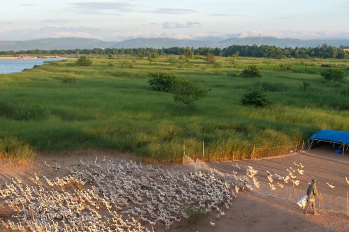 Veislinės Antys, Upė, Kuri, Phu Yen