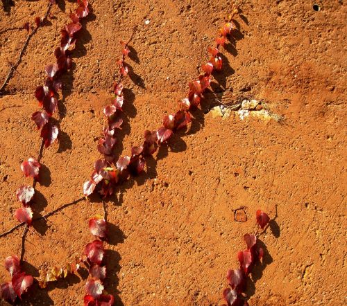 Šviesus, Laipiojimas Raudonomis Gebenėmis, Žemiškas Oranžinės Sienos, Ivy Laipiojimo Augalas, Dažytos Sienos