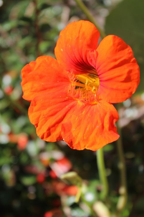 Nasturtium, Šviesus, Gražus, Gėlė, Augalai, Raudona