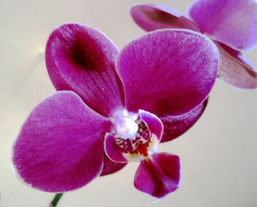 Gėlė,  Orchidėja,  Rožinis,  Šviesus,  Subtilus,  Egzotiškas,  Ryškiai Rožinė Orchidėja