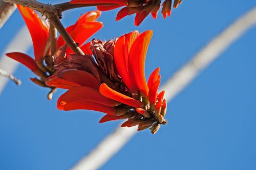 Gėlė,  Raudona,  Šviesus,  Koralas & Nbsp,  Medis,  Erithryna,  Ryškiai Raudona Koralų Medžio Gėlė
