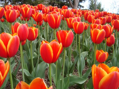 Pavasaris,  Gėlės,  Tulpės,  Raudona,  Ryškiai Raudonos Tulpės