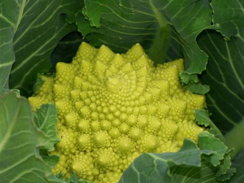 Brokoliai, Augalo Geometrija, Fraktalas, Spiralė, Daržovių