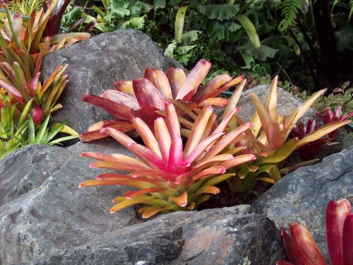 Bromeliadai & Nbsp,  Augalai,  Akmenys,  Bromeliads