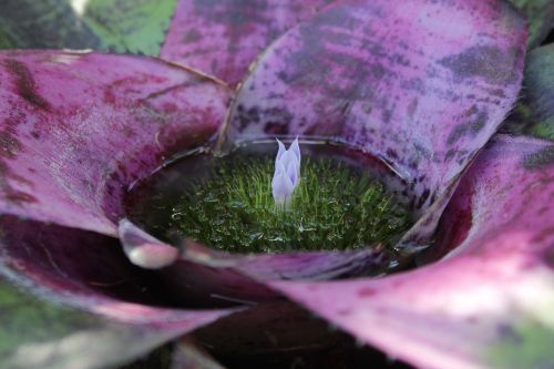 Bromelija, Violetinė, Gėlė, Augalas, Flora, Botanikos, Gamta