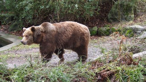 Rudas Lokys, Zoologijos Sodas, Vuppertalis, Turėti