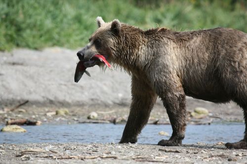 Rudas Lokys, Plėšrūnas, Laukinis Žvėris, Gyvūnas, Pavojus, Susitikimas, Vasara, Miškas, Kuril Ežeras, Žvejyba, Lašiša, Žuvis, Vanduo, Purkšti