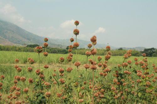 Ruda Gėlė, Kraštovaizdis, Augalas