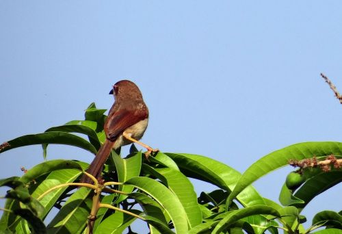 Rudas Shrike, Paukštis, Lanius-Cristatus, Indija, Laukinė Gamta, Paukštis, Gyvūnas, Padaras, Plunksna, Fauna, Lauke, Ornitologija, Snapas, Mažas, Poilsio, Plunksnos, Budrus, Aplinka, Paukščių Stebėjimas, Biologija, Ekologija, Migruojantis, Skrydis, Ešeriai, Išsaugojimas, Buveinė, Aplinkosauga