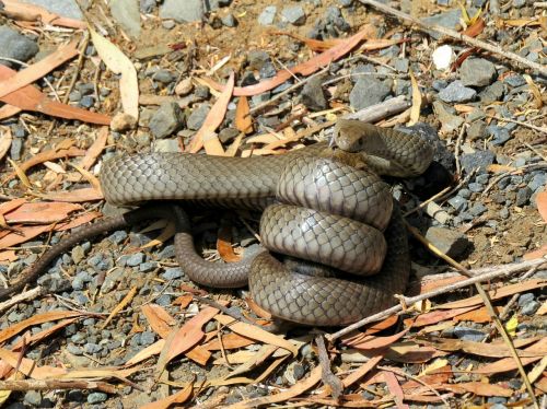 Rudos Gyvatės, Grobuonys, Žiurkės Valgydami Žiurkę, Gamta, Australia
