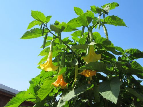 Brugmansia, Gėlės, Palikuonys, Geltona Gėlė, Žydėti, Geltona, Gėlė, Gamta, Geltonos Gėlės, Mėlynas Dangus, Žydėjime, Klestėti, Sodas